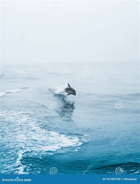 Vertical Shot Of A Cute Dolphin Jumping Into The Dark Blue Wavy Ocean