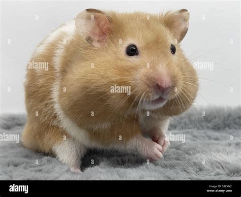 Hamster With Full Cheeks Stock Photo Alamy