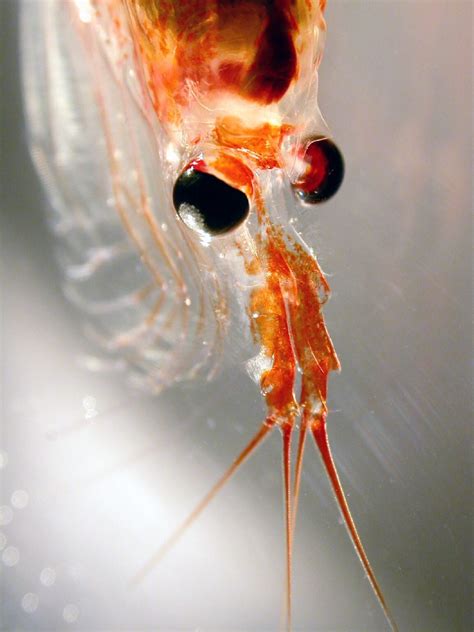 Microplastics Gevonden In Antarctische Krill En Saltines