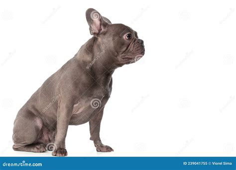 Side View Of Lovely Frenchie Dog Looking To Side Stock Image Image Of