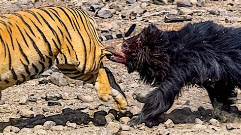 Urso Pregui A Deixa Tigre Em P Nico E Predadores Est Pidos Falharam