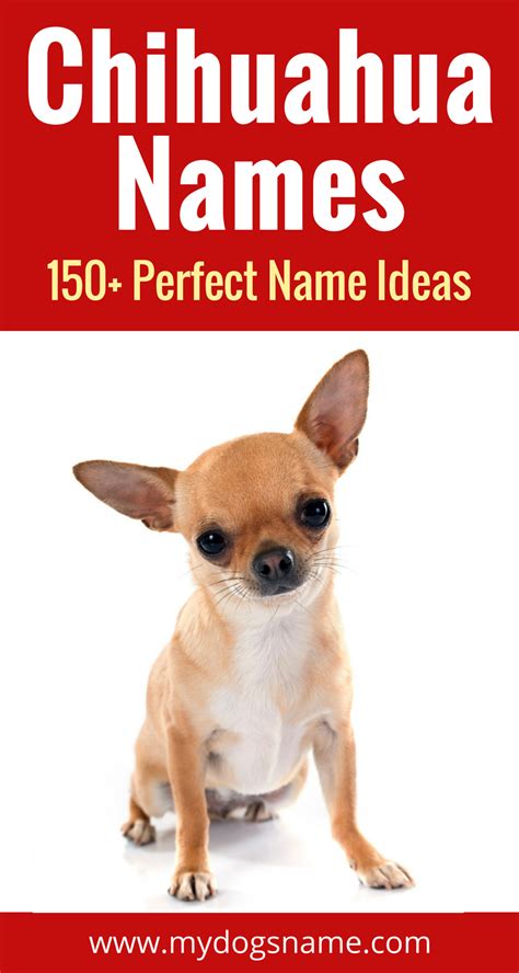 150 Perfect Chihuahua Names My Dogs Name Chihuahua Names Dog