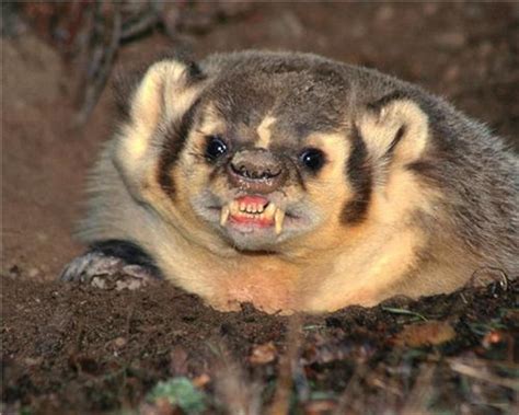Mean Badger Glossy Poster Picture Photo Weasel Angry Scary Etsy