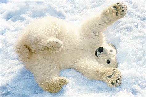 Vicious Polar Bear Attacks Man Tries To Rip His Leg Off