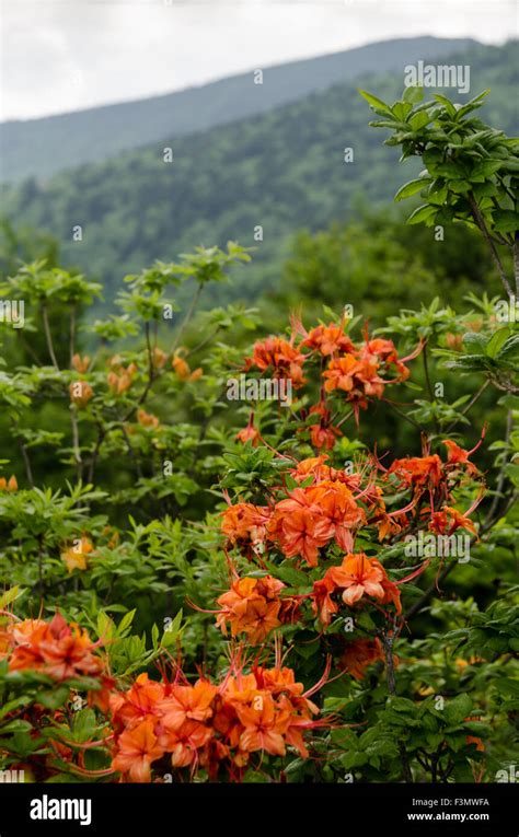 Flame Azalea Close Up In Front Of Mountains In The Roan Mountain