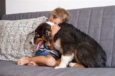 Are Australian Shepherds Aggressive And How To Stop Aggression