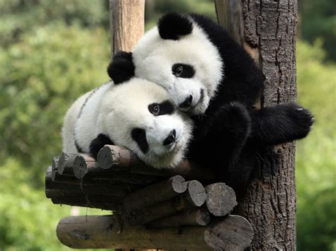 Buckets Of Cute Pandas At Sichuan Giant Panda Sanctuaries 42 Photos