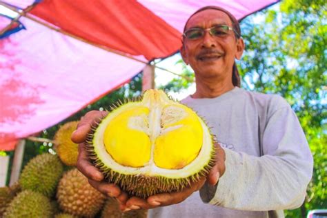 Durian Samsu Ada Peminat Tersendiri Utusan Malaysia