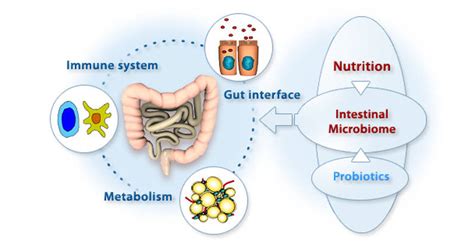 Processed Foods Affect Your Gut Microbiome In The Long Run