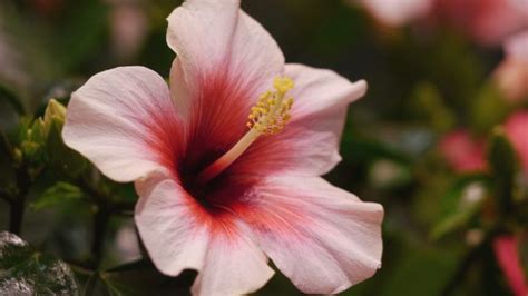 Gartentipp hibiskus fur den garten. Bildergebnis für hibiskus haus | Hibiskus, Hibiskus pflege ...