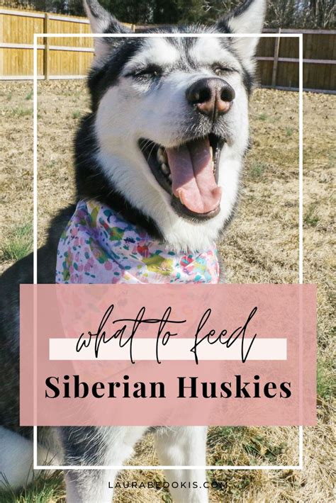 They claim that feeding their cats only raw food results in huge improvements in their appearance and overall health. What to Feed a Siberian Husky - laurabedokis.com in 2020 ...