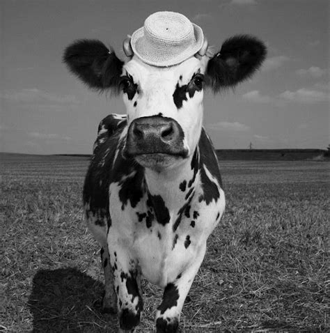 oh la vache meet hermione the very stylish cow photo vache vache oh la vache