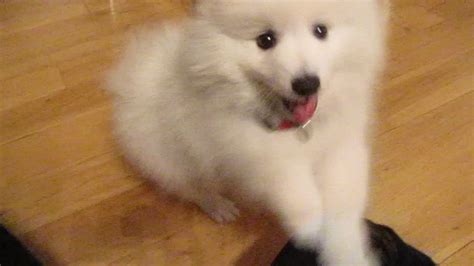 Cute Japanese Spitz Puppy Cosmo Being Funny And