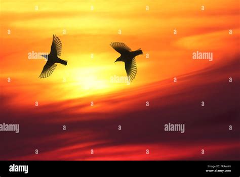Two Birds Flying Over Sky In Sunset Warm And Beautiful Cloudscape In