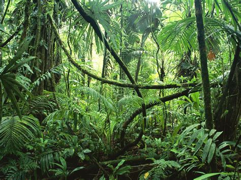 Tropical Rainforest Costa Rica Plants In Nanopics
