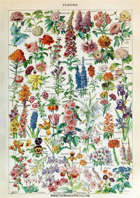 Amazing Free Vintage Botanical Prints The Navage Patch