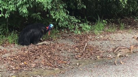 Male Cassowary Relaxing While His Chicks Forage Near Daintree Secrets Youtube