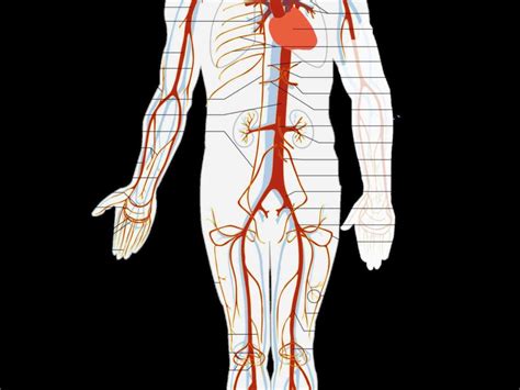 Human Arteries Map