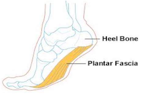 What Is The Plantar Fascia East Cork Physio