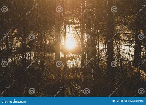 Sunset In The Forest Sunlight Shines Through The Trees Stock Image