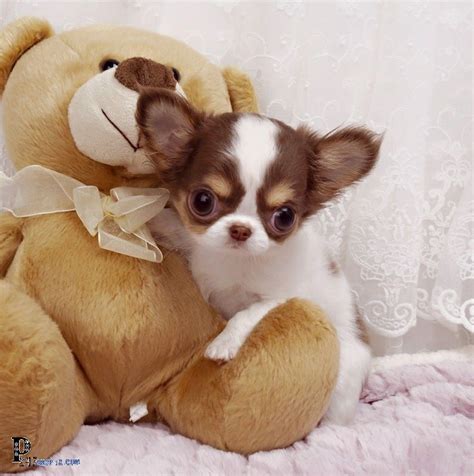 59 Teacup Chihuahua Puppy Care Image Bleumoonproductions