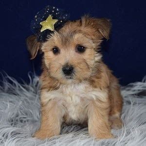 1:24 greenfield puppies 102 679 просмотров. Morkie Puppies for Sale in PA | Ridgewood's Morkie Puppy ...