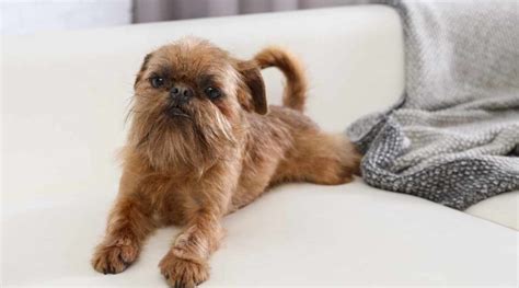brussels griffon breed information facts traits pictures and more