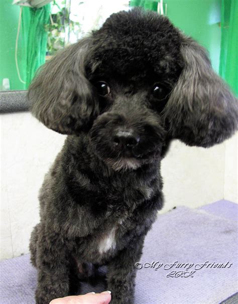 The poodle is shaved everywhere apart from their face, ears,. Poodle Face Haircut Dress The Dog - clothes for your pets!