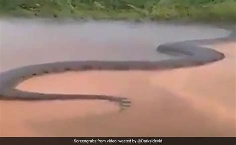 Is That A 50 Foot Anaconda Heres The Truth Behind Viral Snake Video