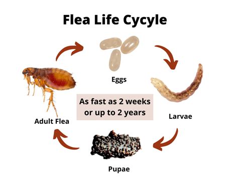How To Get Rid Of Cat Fleas