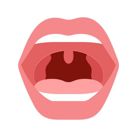 10 Clip Art Of Tonsil Anatomy Illustrations Royalty Free Vector