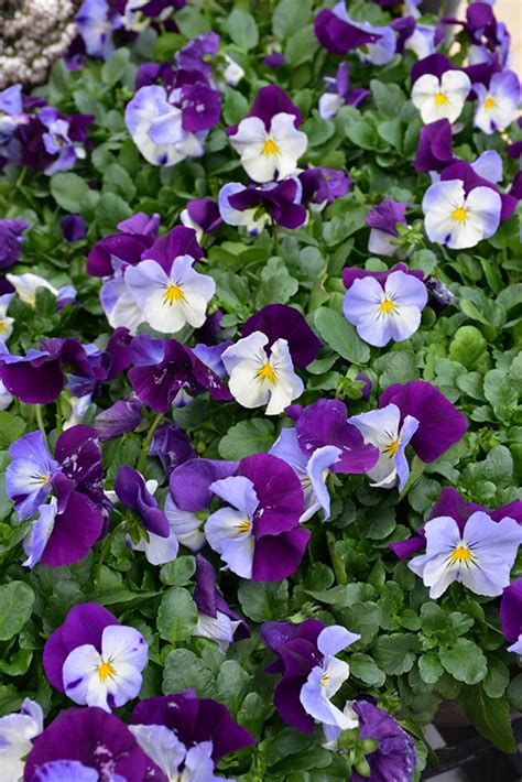 Cool Wave Violet Wing Pansy Viola X Wittrockiana Pas835631 In