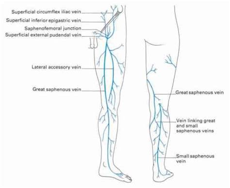 The Veins Of The Lower Limb Clinical Features Click To Cure Cancer