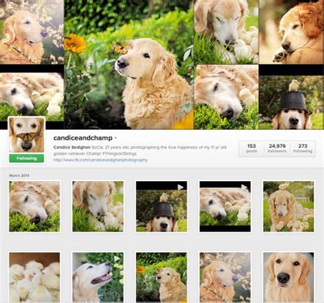 Gentle Golden Retriever On Instagram Loves Butterflies And Chicks