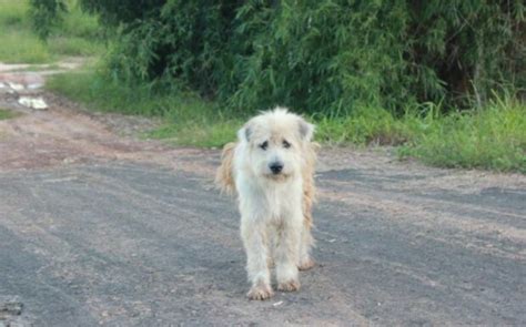 Der Hund Wartete An Der Kreuzung Vier Jahre Auf Seine Besitzerin Uberalles