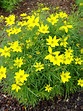 Zagreb Coreopsis - 1 Gallon Container - Grimm's Gardens