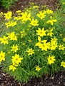 Zagreb Coreopsis - #1 Container - Grimm's Gardens