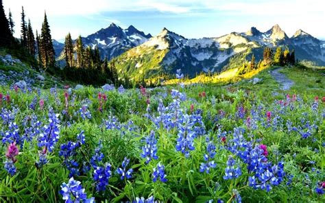 Pretty Purple Flowers In The Mountains Beautiful Nature Spring