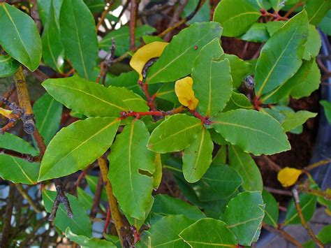 Cómo Plantar Un Laurel Jardineria On