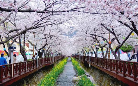 Spring South Korea Wallpapers Wallpaper Cave