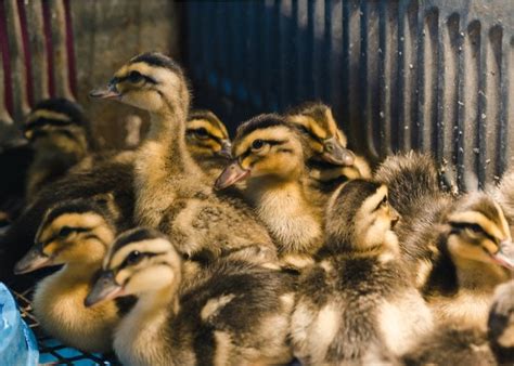 Raising Ducks For Beginners The Happy Chicken Coop