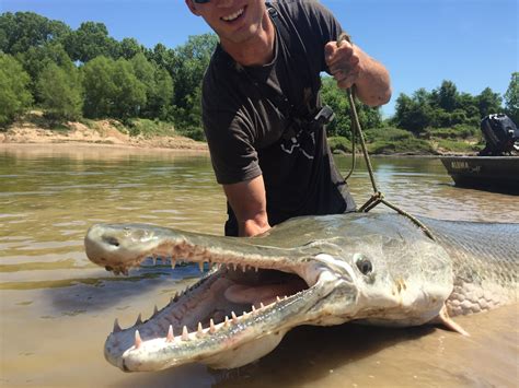 Texas Own Fish Whisperer Catches An 8 Foot Alligator Gar In The