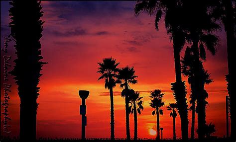 Palm Tree Golden California Sunset Photograph By Amy Delaine