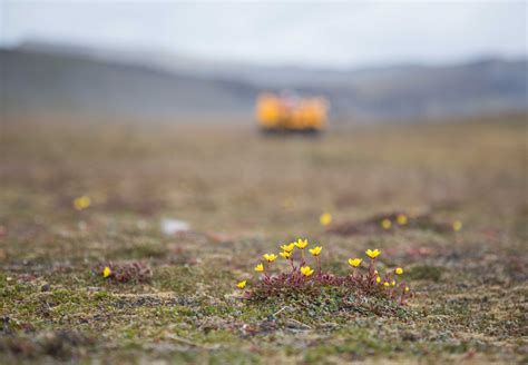 Types Of Flowers In The Arctic Tundra Best Flower Site