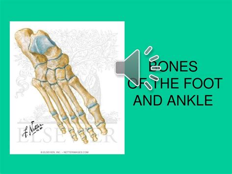 Ppt Bones Of The Foot And Ankle Powerpoint Presentation Free