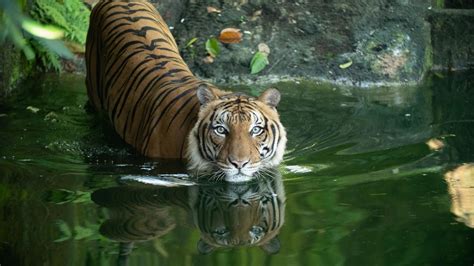 Malaysias Last Tigers National Geographic Channel Asia