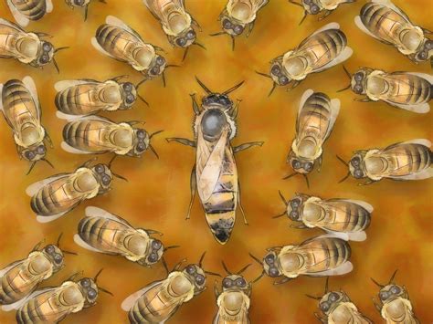 Identify A Queen Bee Bee Queen Bees Bee Identification