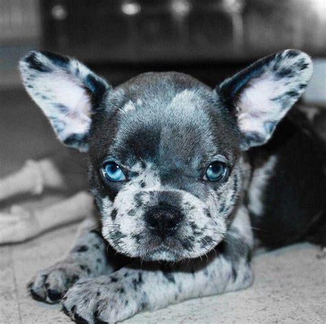 We think the blue french bulldogs are just beautiful and striking but wouldn't breed them just for that reason. How Do French Bulldogs Get Blue Eyes? - Frenchie World Shop