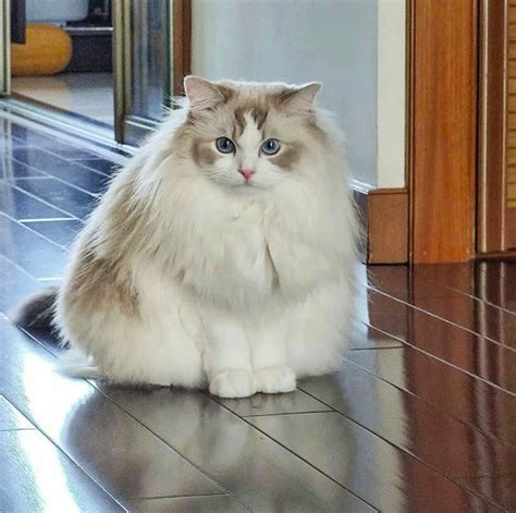 Fluffiest Cat Breeds Cat Breeds That Remind You Of Cotton Bsb