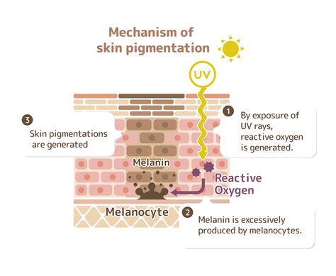 Reclaiming Sun Damaged And Age Related Skin Spots Laptrinhx News